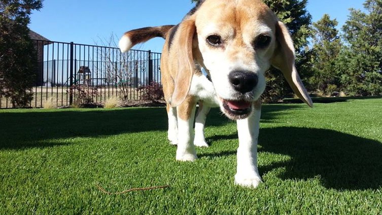 Puppy playing on artificial pet turf in a Dallas backyard.