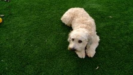 Synthetic GreenScapes Pet Turf